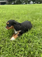 Zoey, a female Cavalier King Charles Spaniel for sale in Dora, MO – 1 of 4