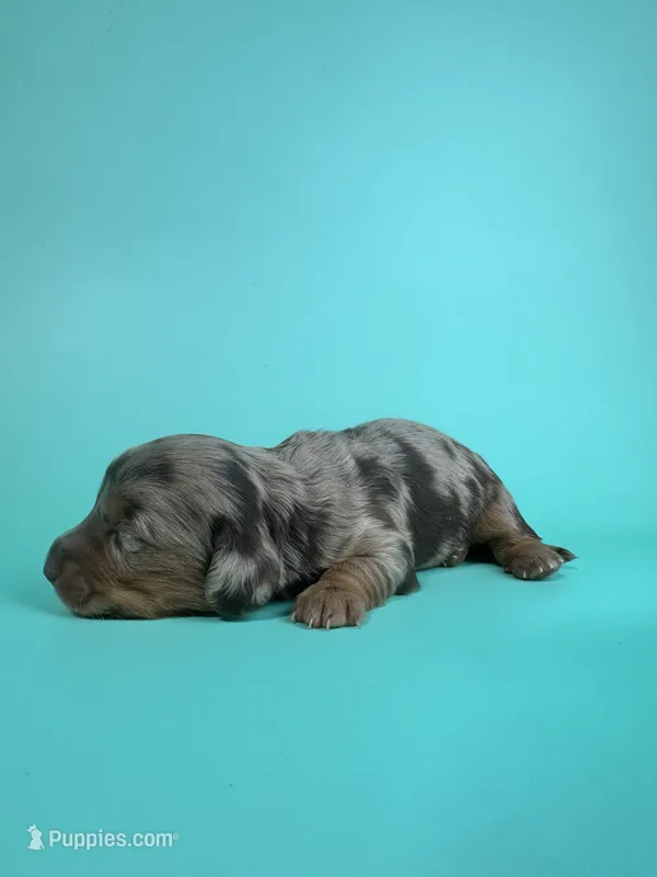 Dev – Miniature Dachshund puppy for sale in Dora, MO