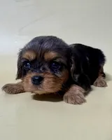Dally , a female Cavalier King Charles Spaniel for sale in Dora, MO – 2 of 2