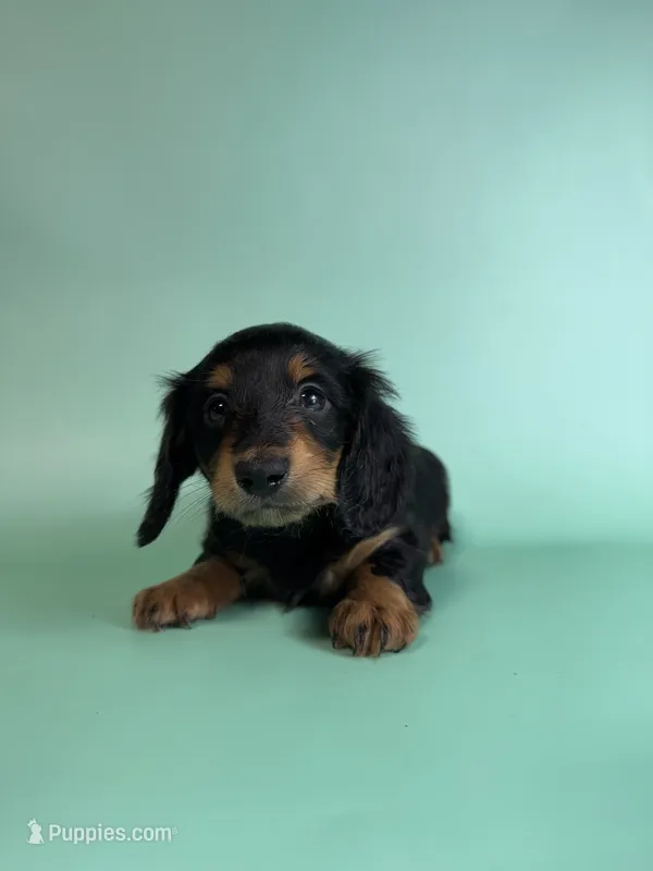 Riggs – Miniature Dachshund puppy for sale in Dora, MO