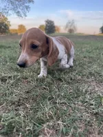Izzy, a female Miniature Dachshund for sale in Dora, MO – 4 of 6