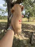 Madden, a male Miniature Dachshund for sale in Dora, MO – 2 of 3