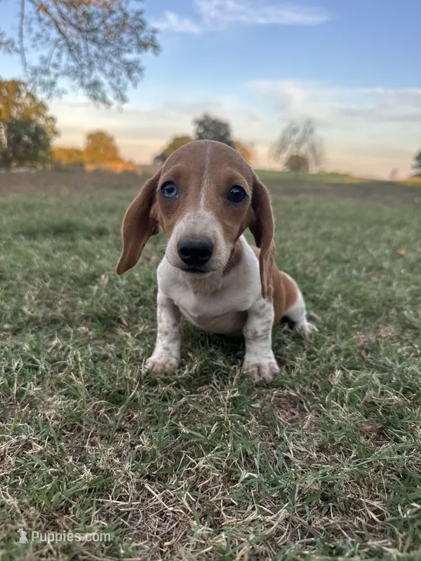 Izzy – Miniature Dachshund puppy for sale in Dora, MO
