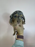 Ella, a female Miniature Dachshund for sale in Dora, MO – Photo 2 of 4