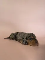 Ella, a female Miniature Dachshund for sale in Dora, MO – Photo 3 of 4