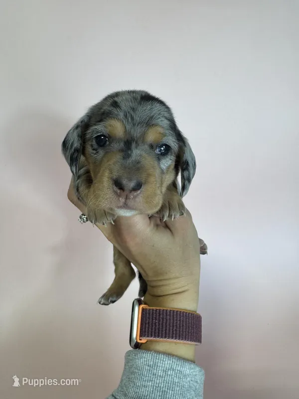 Ella – Miniature Dachshund puppy for sale in Dora, MO