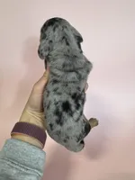 Ella, a female Miniature Dachshund for sale in Dora, MO – Photo 4 of 4