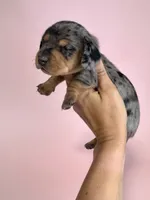 Carly , a female Miniature Dachshund for sale in Dora, MO – 3 of 4