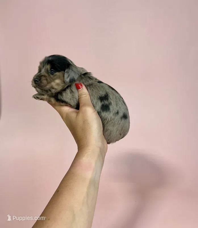 Samara – Miniature Dachshund puppy for sale in Dora, MO