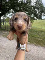 Georgia , a female Miniature Dachshund for sale in Dora, MO – 5 of 5
