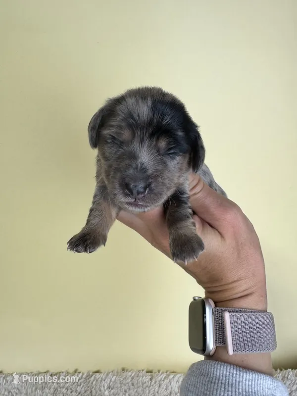 Samara – Miniature Dachshund puppy for sale in Dora, MO