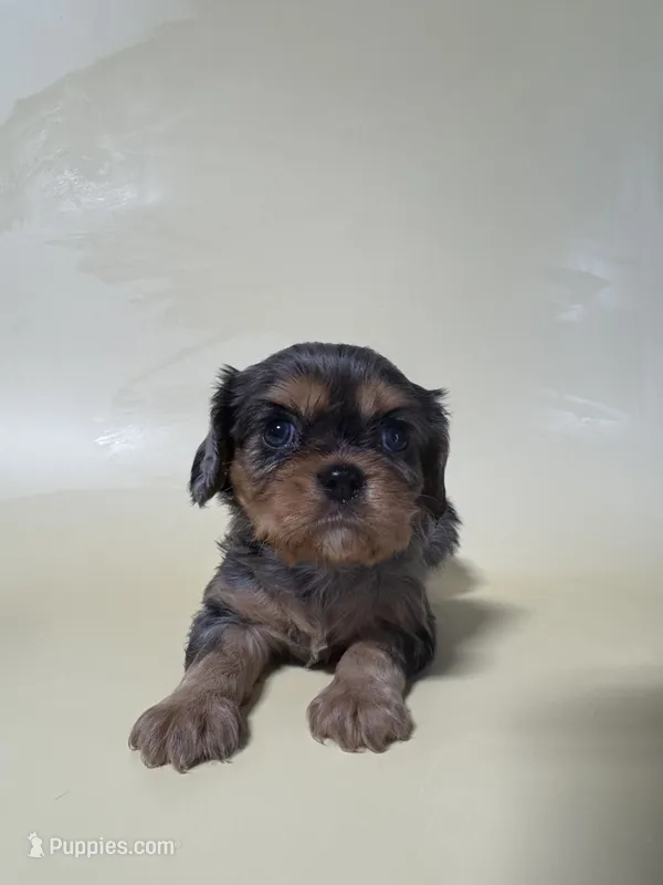 Dale – Cavalier King Charles Spaniel puppy for sale in Dora, MO