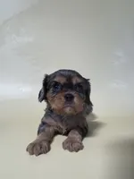 Dale, a male Cavalier King Charles Spaniel for sale in Dora, MO – 1 of 2