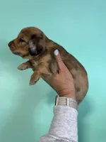 Blue, a male Miniature Dachshund for sale in Dora, MO – 6 of 9