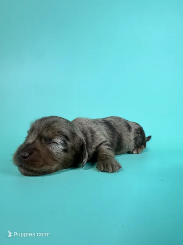 Ely – Miniature Dachshund puppy for sale in Dora, MO