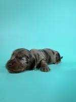 Ely, a male Miniature Dachshund for sale in Dora, MO – 1 of 3