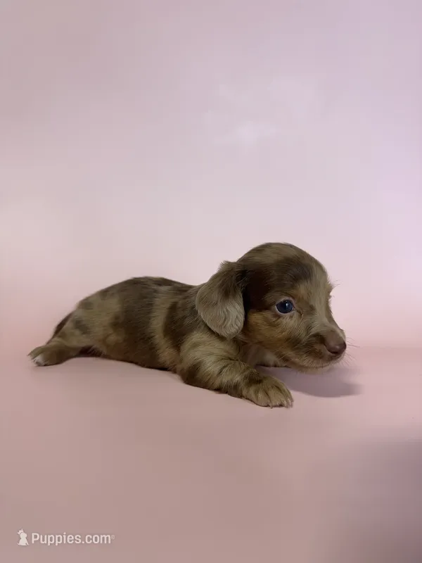 Macy – Miniature Dachshund puppy on hold in Dora, MO