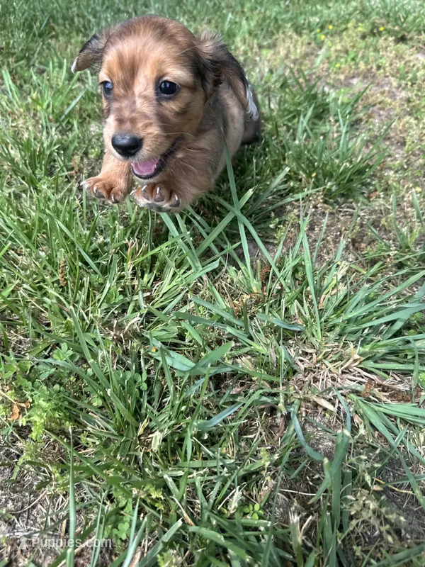 Keith – Miniature Dachshund puppy for sale in Dora, MO