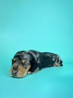 Cal, a  Miniature Dachshund for sale in Dora, MO – 3 of 3