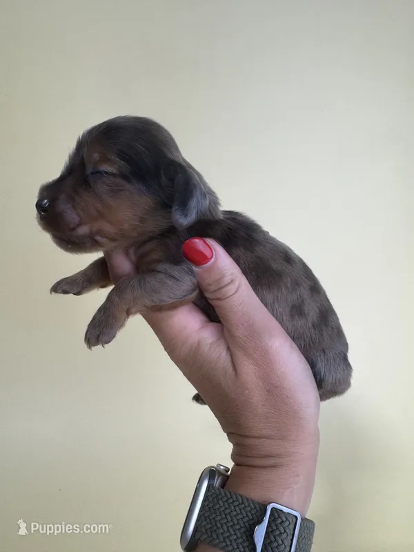 Fanny  – Miniature Dachshund puppy for sale in Dora, MO