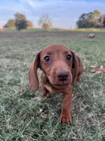 Linny, a female Miniature Dachshund for sale in Dora, MO – 4 of 6