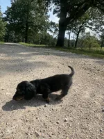 Faith , a female Miniature Dachshund for sale in Dora, MO – 2 of 4