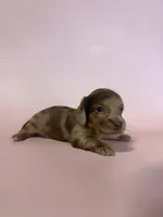 Macy, a female Miniature Dachshund for sale in Dora, MO – 2 of 7