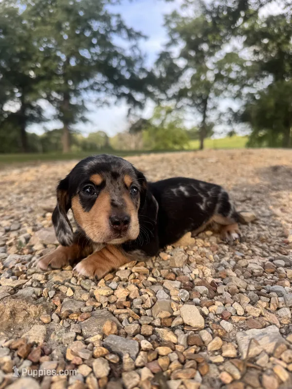 Cal – Miniature Dachshund puppy for sale in Dora, MO