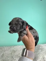 Sawyer, a male Miniature Dachshund for sale in Dora, MO – 4 of 5