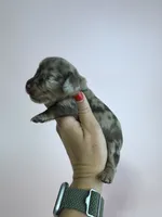 Elaine , a female Miniature Dachshund for sale in Dora, MO – 2 of 3