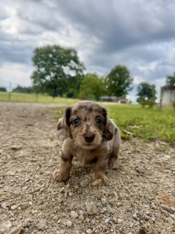Ginny – Miniature Dachshund puppy for sale in Dora, MO