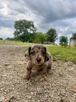 Ginny, a female Miniature Dachshund for sale in Dora, MO – 1 of 5
