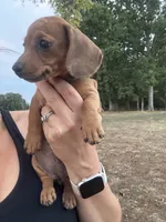 Stella , a female Miniature Dachshund for sale in Dora, MO – 3 of 5