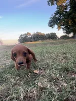 Evie , a female Miniature Dachshund for sale in Dora, MO – 2 of 5
