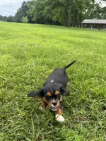 Zoey, a female Cavalier King Charles Spaniel for sale in Dora, MO – 4 of 4