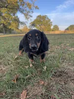Callie, a female Miniature Dachshund for sale in Dora, MO – 2 of 6