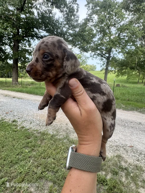 Elliot – Miniature Dachshund puppy for sale in Dora, MO