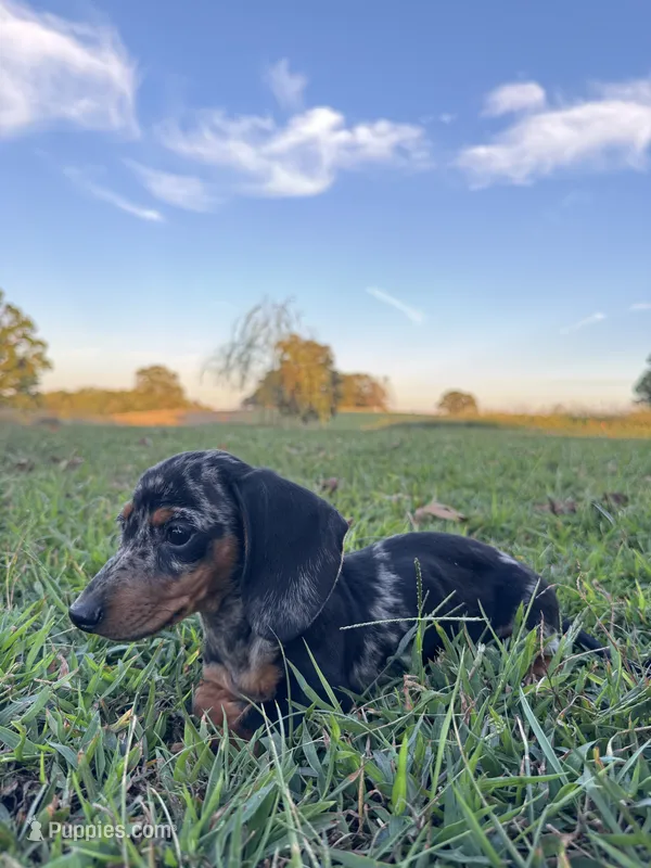Miranda – Miniature Dachshund puppy for sale in Dora, MO