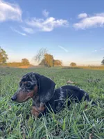 Miranda, a female Miniature Dachshund for sale in Dora, MO – 1 of 6