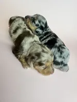 Delilah, a female Miniature Dachshund for sale in Dora, MO – 3 of 5