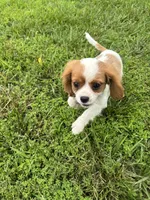 Zada, a female Cavalier King Charles Spaniel for sale in Dora, MO – 3 of 5