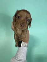 Mack, a male Dachshund for sale in Dora, MO – 5 of 6