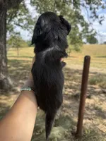 Marvin, a male Miniature Dachshund for sale in Dora, MO – 2 of 3