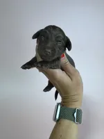 Emily , a female Miniature Dachshund for sale in Dora, MO – 2 of 2