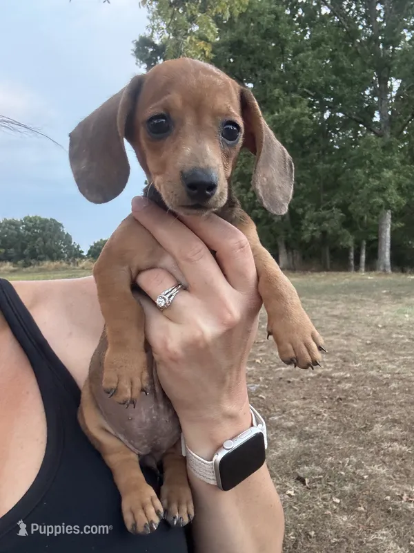 Stella  – Miniature Dachshund puppy for sale in Dora, MO