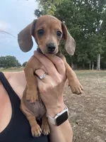 Stella , a female Miniature Dachshund for sale in Dora, MO – 4 of 5
