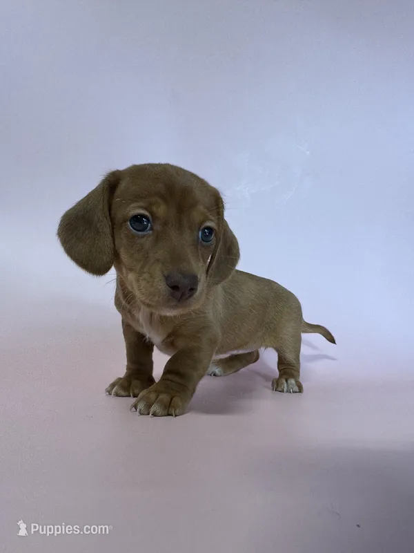 Brena  – Miniature Dachshund puppy for sale in Dora, MO