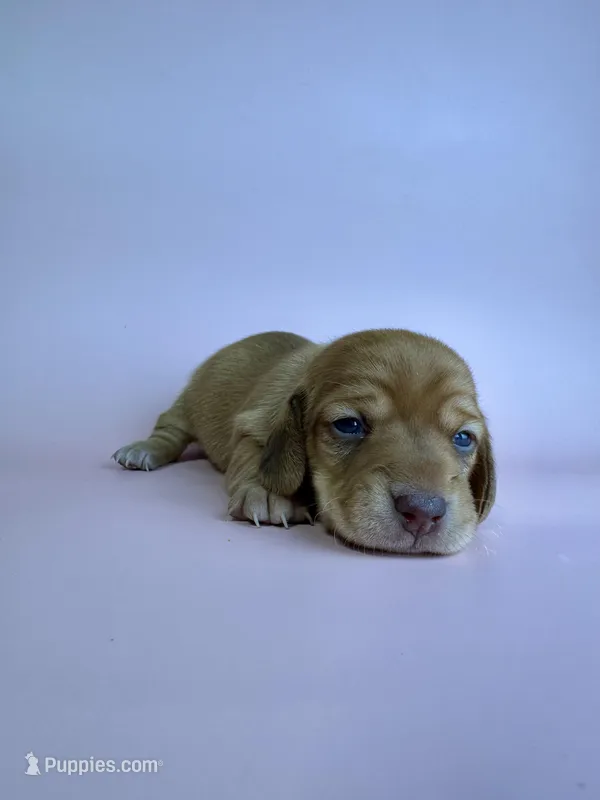 Brena  – Miniature Dachshund puppy for sale in Dora, MO