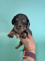 Stephen , a male Miniature Dachshund for sale in Dora, MO – Photo 4 of 5