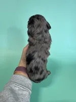 Stephen , a male Miniature Dachshund for sale in Dora, MO – Photo 5 of 5